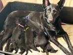 VEO Herder pups Zwart, Dieren en Toebehoren, België, Fokker | Hobbymatig, 8 tot 15 weken, Meerdere