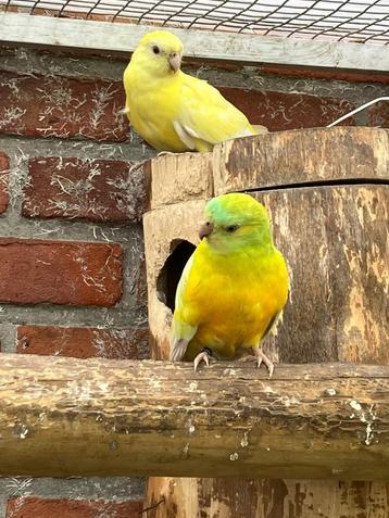 Koppel roodruggen beschikbaar voor biedingen