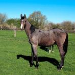 jaarling hengst   ️don´t touch tiji hero x Clarimo, Dieren en Toebehoren, Paarden, Hengst
