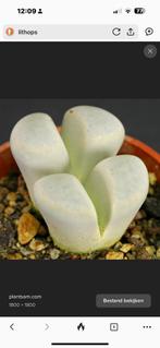 Gezocht : Hoya Kerrii, Pleiospilos, Lithops en Crassula, Huis en Inrichting, Ophalen, Vetplant, Halfschaduw, Minder dan 100 cm