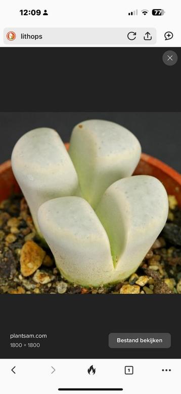Gezocht : Hoya Kerrii, Pleiospilos, Lithops en Crassula beschikbaar voor biedingen