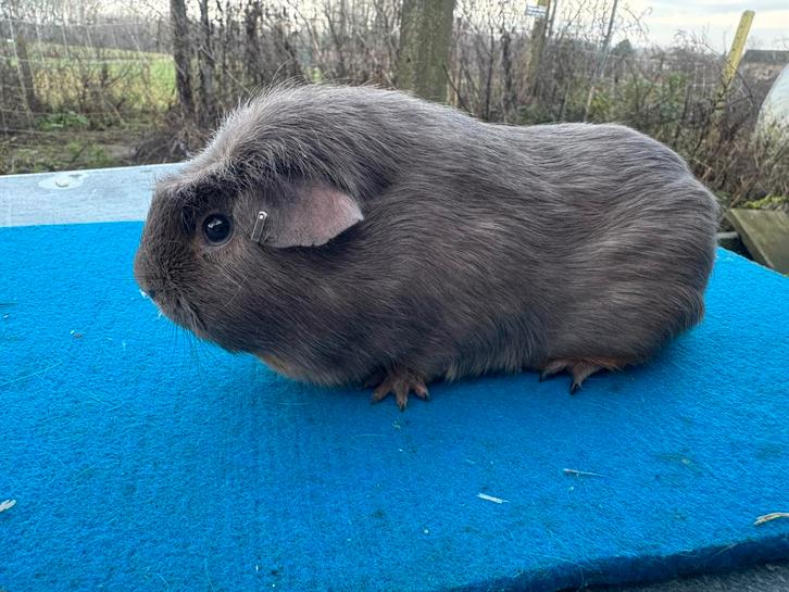 Koppel engels gekruind tan slate, Animaux & Accessoires, Rongeurs, Plusieurs animaux, Cobaye, Juin, Domestique