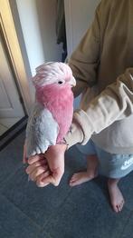Roze kaketoe, Dieren en Toebehoren, Vogels | Parkieten en Papegaaien, Geringd