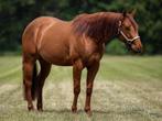 Knappe Quarter horse ruin zoekt nieuw thuis, Dieren en Toebehoren, Paarden, Minder dan 160 cm, Gechipt, Ruin, Niet van toepassing