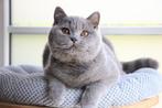 Brits korthaar kitten, Dieren en Toebehoren, Katten en Kittens | Raskatten | Korthaar, Kater, Gechipt, 0 tot 2 jaar
