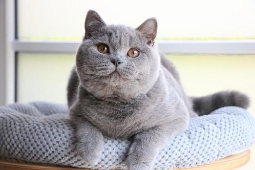 Brits korthaar kitten, Dieren en Toebehoren, Katten en Kittens | Raskatten | Korthaar, Kater, 0 tot 2 jaar, Met stamboom, Gechipt