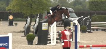 Fantastische 5 jarige Zangersheide ruin beschikbaar voor biedingen