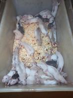 Nourrissez les rats, Animaux & Accessoires, Rongeurs, Janvier, Plusieurs animaux, Rat