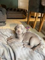 Weimaraner puppies, België, Fokker | Hobbymatig, 8 tot 15 weken, Meerdere