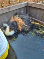 Cavia, Animaux & Accessoires, Rongeurs, Juillet, Mâle, Cobaye