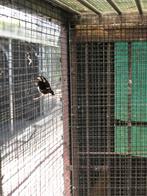 KASTANJERUGLIJSTERS 2023, Meerdere dieren, Tropenvogel, Geringd