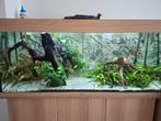 Juwel rio 240 compleet met vissen, Dieren en Toebehoren, Vissen | Aquaria en Toebehoren, Ophalen, Zo goed als nieuw