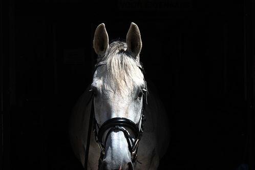 Paarden opleiding., Animaux & Accessoires, Chevaux, Débourré