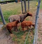 Mooie stamboek ardense voskop ooi met twee ooilammeren, Dieren en Toebehoren, Schapen, Geiten en Varkens