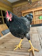 barnevelder hanen, Dieren en Toebehoren, Pluimvee, Mannelijk, Kip