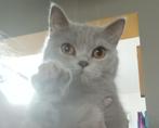 Brits Korthaar poesje, Poes, Gechipt, 0 tot 2 jaar