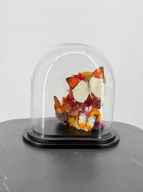 Glazen stolp met droogbloemen en oranje vlinders, Verzamelen, Dierenverzamelingen