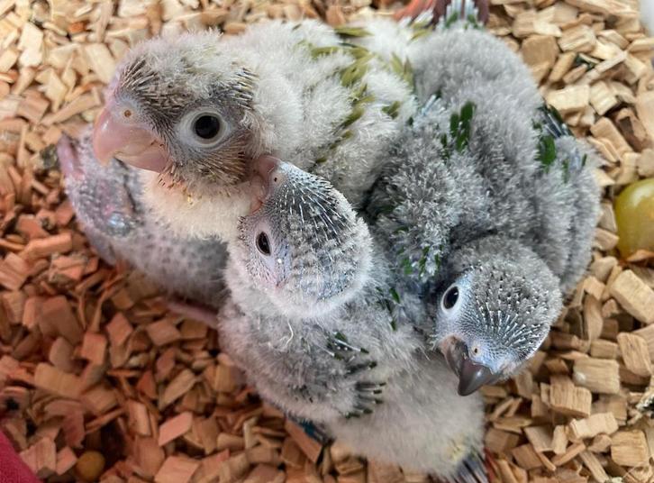 Pyrrhura Molinae, Animaux & Accessoires, Oiseaux | Perruches & Perroquets, Perruche, Plusieurs animaux, Bagué