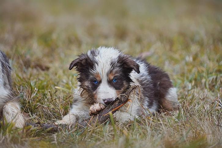Border collie, Collections, Collections Animaux, Enlèvement