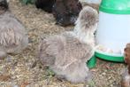 Hele mooie zijdehoen hennetjes, Dieren en Toebehoren, Pluimvee, Meerdere dieren, Kip