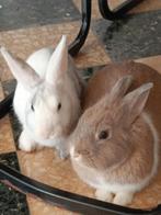 2 vrouwtjes konijnen, Dieren en Toebehoren, Konijnen