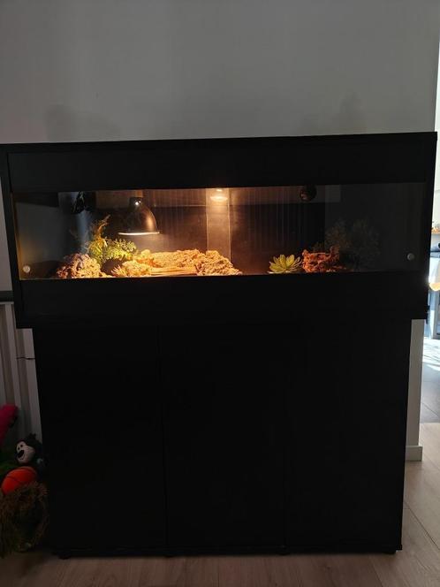 OSB terrarium te koop met bijhorende kast 1,20m x 50cm, Dieren en Toebehoren, Reptielen en Amfibieën | Toebehoren, Gebruikt, Terrarium of Paludarium