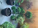 Prachtige terras planten met pot te koop, Volle zon, Vaste plant, Zomer, Ophalen