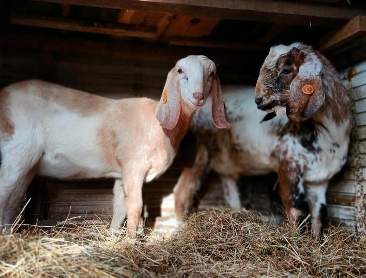Un male et une femelle Anglo-nubienne, Dieren en Toebehoren, Schapen, Geiten en Varkens, Geit, Meerdere dieren, 0 tot 2 jaar