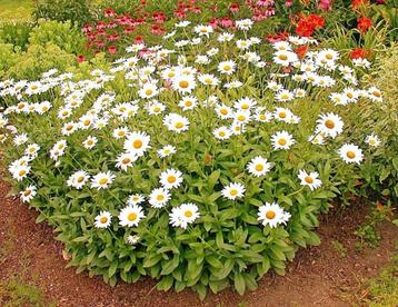 Leucantheum of Margriet beschikbaar voor biedingen