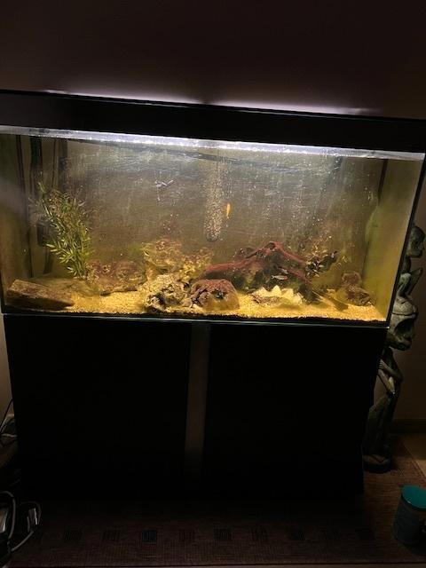 aquarium, Animaux & Accessoires, Poissons | Aquariums & Accessoires, Utilisé, Aquarium vide, Enlèvement