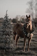 Paard ruin, Dieren en Toebehoren, Paarden, Gechipt, Minder dan 160 cm, Ruin, Westernpaard