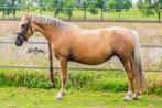 De perfecte men en kinder pony, Dieren en Toebehoren, Merrie, B, 3 tot 6 jaar, B pony (1.17m tot 1.27m)