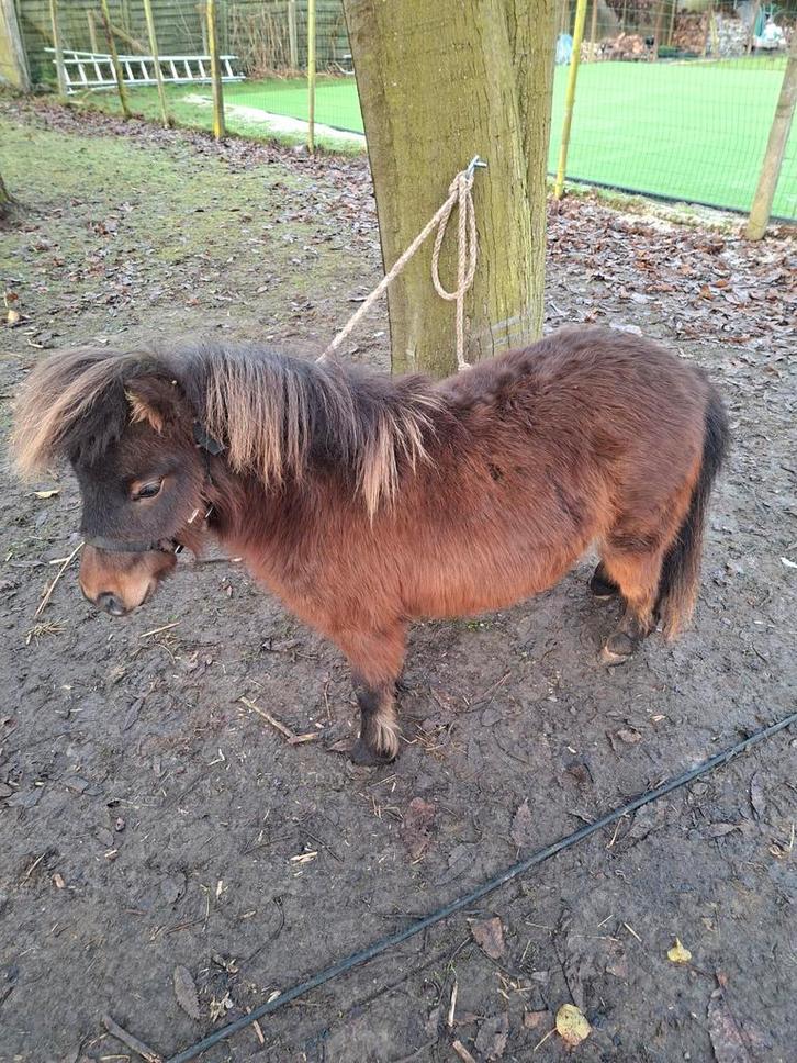 Mini schetland hengstjes, Animaux & Accessoires, Poneys, Avec pedigree