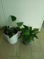 2 planten, Ophalen of Verzenden, Vaste plant, Halfschaduw