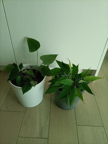 2 planten  beschikbaar voor biedingen