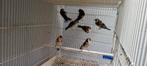 Puttertje 2025, Dieren en Toebehoren, Vogels | Overige Vogels, Geslacht onbekend, Wildzangvogel, Geringd