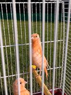 Kanarie, Dieren en Toebehoren, Vogels | Kanaries