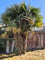 Winterharde palmboom, Ophalen, Volle zon, Palmboom, 250 tot 400 cm