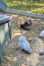Mooie kippen te koop – Brahma, Zijdehoenders & Araucana, Dieren en Toebehoren, Kip