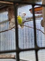 Perruches à collier