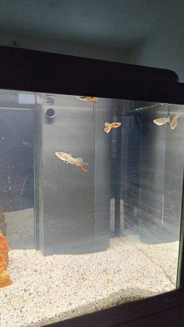 guppy gratuit, Dieren en Toebehoren