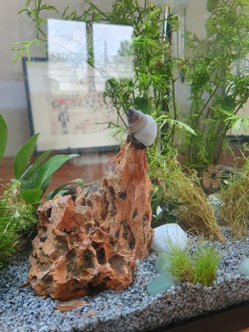 White wizard-snail / Filopaludina martensi, Dieren en Toebehoren, Vissen | Aquaria en Toebehoren, Nieuw, Ophalen