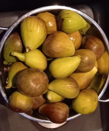 Verse vijgen net van de boom! beschikbaar voor biedingen