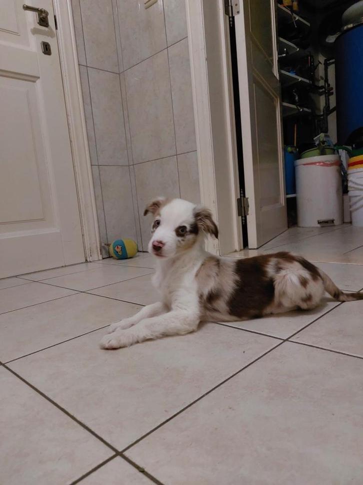 Super leuke border collie x aussie pup, Dieren en Toebehoren, Honden | Herdershonden en Veedrijvers, Reu, Collie, Fokker | Professioneel