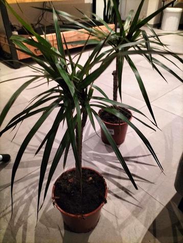 Dracaena marginata disponible aux enchères