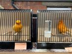 Norwich kanaries te koop, Dieren en Toebehoren, Meerdere dieren, Postuurkanarie