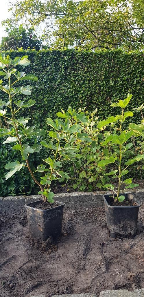 vijgenboom, Jardin & Terrasse, Plantes | Arbres, Autres espèces, Plein soleil, En pot, Enlèvement