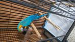 Te koop met documenten en 2 kooien, Dieren en Toebehoren, Vogels | Parkieten en Papegaaien, Vrouwelijk
