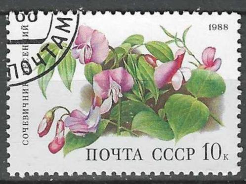 Rusland 1988 - Yvert 5530 - Voorjaarslathyrus (ST), Timbres & Monnaies, Timbres | Europe | Russie, Affranchi, Envoi