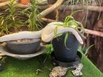 pythons royaux (regius), Dieren en Toebehoren, Slang, 0 tot 2 jaar